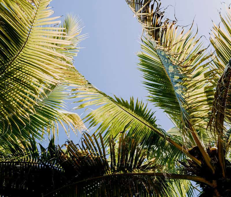 Palm trees and a blue sky in St. Croix USVI